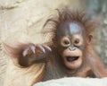 Orangutan baby - Yo, bro! Royalty Free Stock Photo