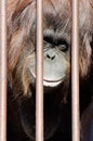 Orangutan behind cage bars