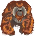Orangutan, Big Ape From Asian Jungle Indonesia - Vector Illustration