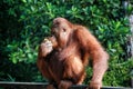 Orangutan in borneo, malaysia