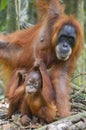 Orangutan, Bukit Lawang, Sumatra, Indonesia Royalty Free Stock Photo