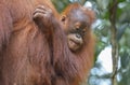 Orangutan, Bukit Lawang, Sumatra, Indonesia Royalty Free Stock Photo