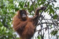 Orangutan, Bukit Lawang, Sumatra, Indonesia Royalty Free Stock Photo