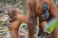 Orangutan, Bukit Lawang, Sumatra, Indonesia Royalty Free Stock Photo