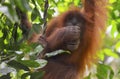 Orangutan, Bukit Lawang, Sumatra, Indonesia Royalty Free Stock Photo