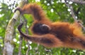 Orangutan, Bukit Lawang, Sumatra, Indonesia Royalty Free Stock Photo