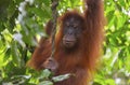 Orangutan, Bukit Lawang, Sumatra, Indonesia Royalty Free Stock Photo
