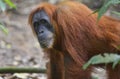 Orangutan, Bukit Lawang, Sumatra, Indonesia Royalty Free Stock Photo