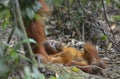 Orangutan, Bukit Lawang, Sumatra, Indonesia Royalty Free Stock Photo