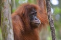 Orangutan, Bukit Lawang, Sumatra, Indonesia Royalty Free Stock Photo