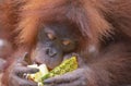 Orangutan, Bukit Lawang, Sumatra, Indonesia Royalty Free Stock Photo