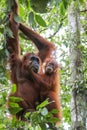 Orangutan at Bukit Lawang, Orangutan Sumatra. Royalty Free Stock Photo