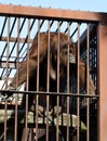 Orangutan in cage Royalty Free Stock Photo