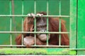 Orangutan in cage Royalty Free Stock Photo