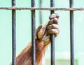Orangutan in cage looking for freedom. Royalty Free Stock Photo