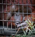 Orangutan in a cage Royalty Free Stock Photo