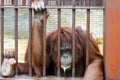 Orangutan in a cage Royalty Free Stock Photo