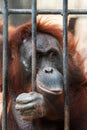 Orangutan in cage Royalty Free Stock Photo