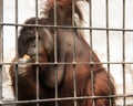 Orangutan in captivity