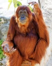 Orangutan in captivity sitting on a tree branch