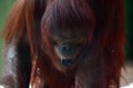 Orangutan Chewing on Plastic Royalty Free Stock Photo