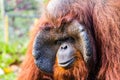 Orangutan in chiangmai zoo chiangmai Thailand