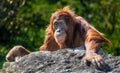Orangutan Royalty Free Stock Photo