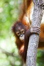 Orangutan climbing a tree. Royalty Free Stock Photo