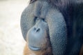 Orangutan closeup Royalty Free Stock Photo