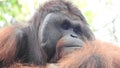 Orangutan closeup view Royalty Free Stock Photo