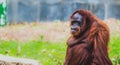 Orangutan in the conservation park