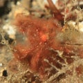 Orangutan crab