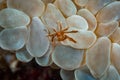Orangutan crab Achaeus japonicus Royalty Free Stock Photo