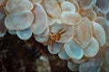 Orangutan crab Achaeus japonicus