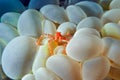 Orang-utan crab in bubble corals. Underwater photography, Philippines