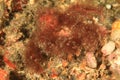 Orangutan crab