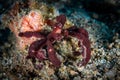 Orangutan Crabs Genus Oncinopus Royalty Free Stock Photo