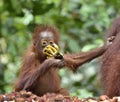 Orangutan cub. Bornean orangutan Pongo pygmaeus wurmmbii in the wild nature. Rainforest of Isla Royalty Free Stock Photo