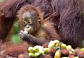 Orangutan cub eating. In a natural habitat area. Bornean orangutan Pongo pygmaeus wurmbii in the wild nature. Rainforest of Is Royalty Free Stock Photo