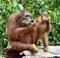 Orangutan mother and cub eating. In a natural habitat area. Bornean orangutan Pongo pygmaeus wurmbii in the wild nature. Rainf Royalty Free Stock Photo