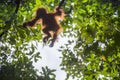 Orangutan cub on the tree.Baby orangutan (Pongo pygmaeus). The cub silhouette of an orangutan in green krone of trees. Royalty Free Stock Photo