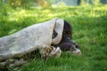 Orangutan Royalty Free Stock Photo