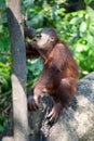 Orangutan drinking milk Royalty Free Stock Photo