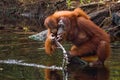 Orangutan drinking water from the river in the jungle. Indonesia. The island of Kalimantan (Borneo).