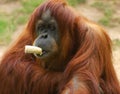 Orangutan eating Royalty Free Stock Photo