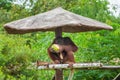 Orangutan eating coconut on a tree hut Royalty Free Stock Photo