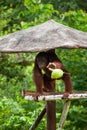 Orangutan eating coconut on a tree hut Royalty Free Stock Photo