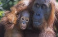 Orangutan embracing young close-up