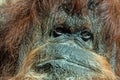 Orangutan face portrait Royalty Free Stock Photo