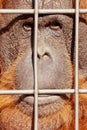 Orangutan face watching from behind steel bars
